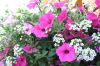 Filename=july4_076.jpg
Filesize=176KiB
Dimensions=1280x851
Date added=Jul 11, 2011 july4_076.jpg