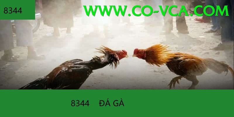 Đá Gà Trực Tiếp - Ưu đãi đặc biệt